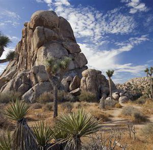 Joshua Tree Rock Climbing Campout